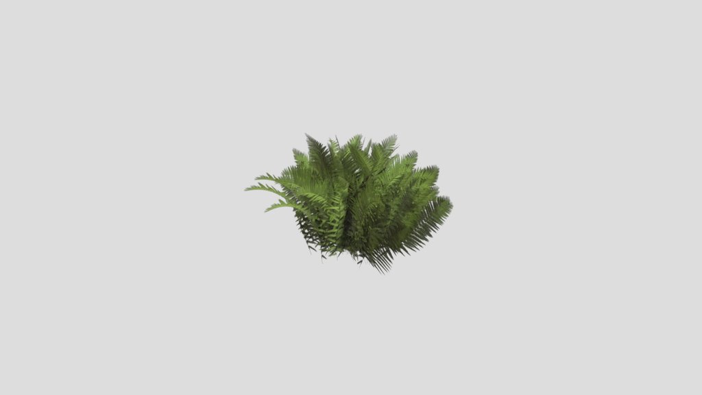 fern