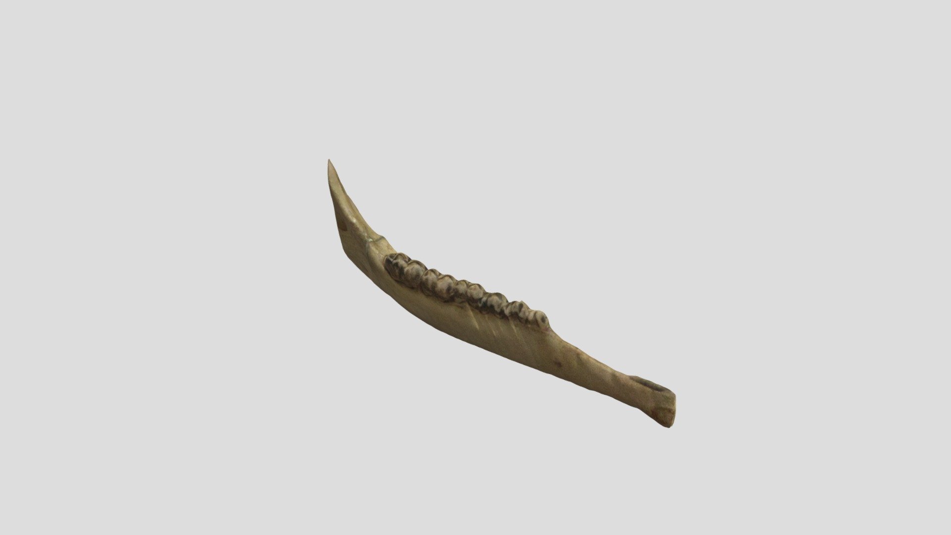 White-tailed deer jaw #B2