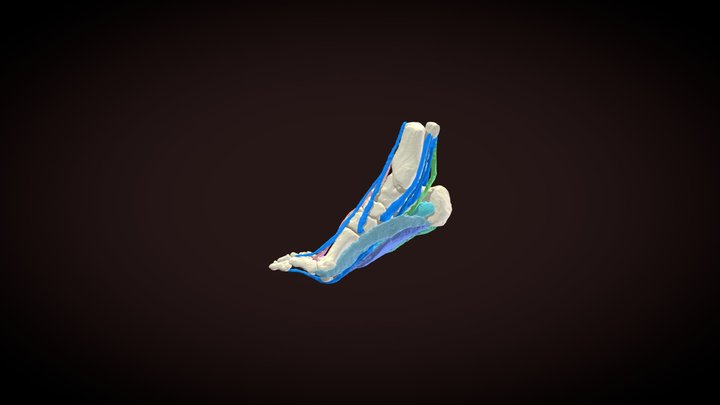 Human foot muscles 3D Model