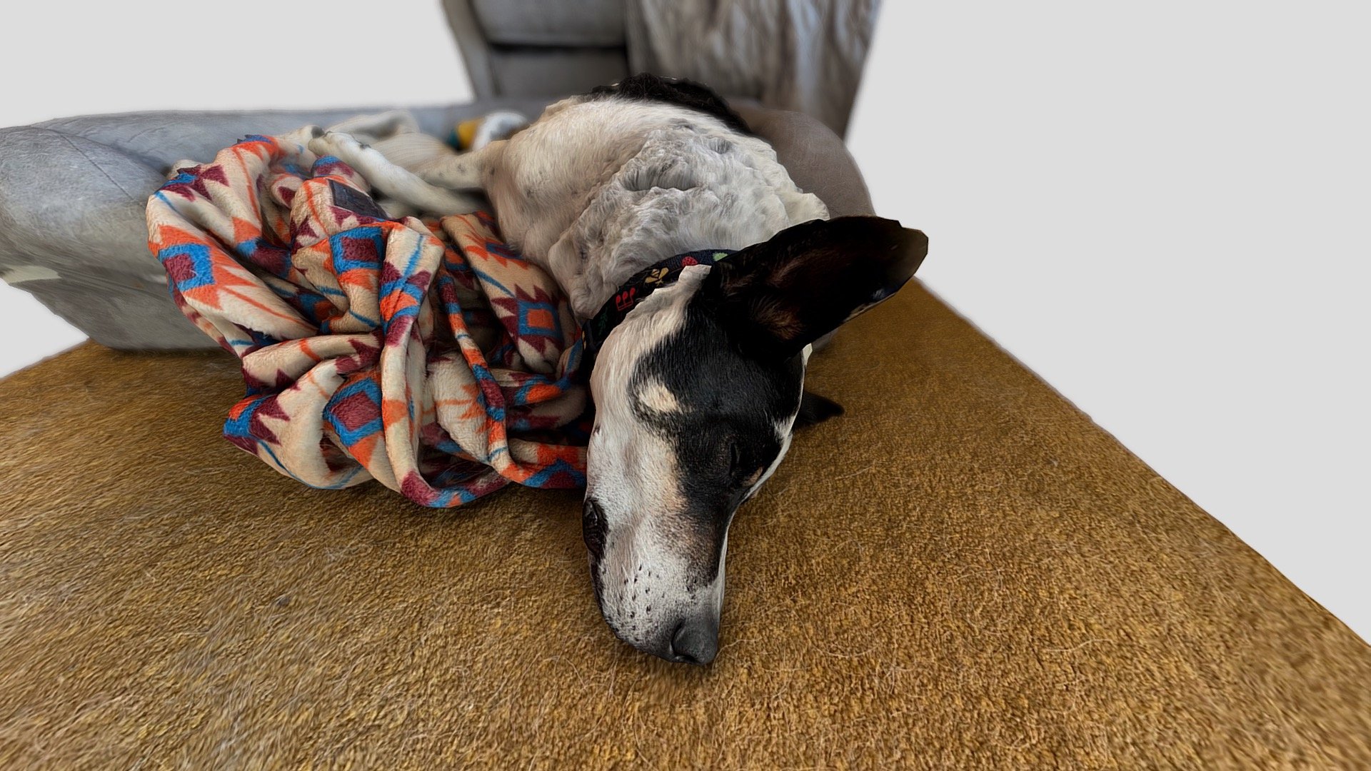 65: Ollie sleeping