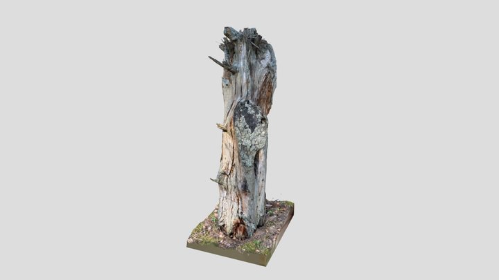 Forest stump, dry tree, RAW scan 3D Model
