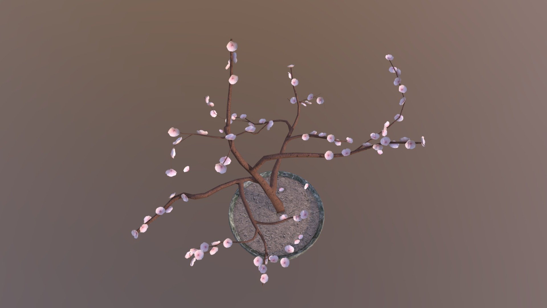 Cherry Blossom Bonsai