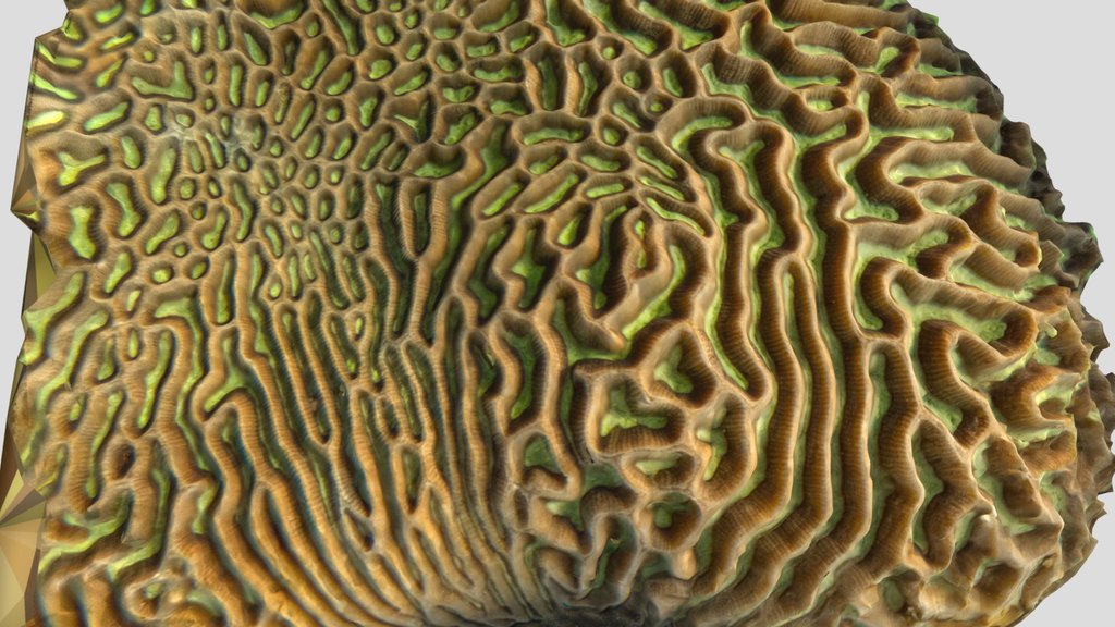 Leptoria phrygia surface fragment