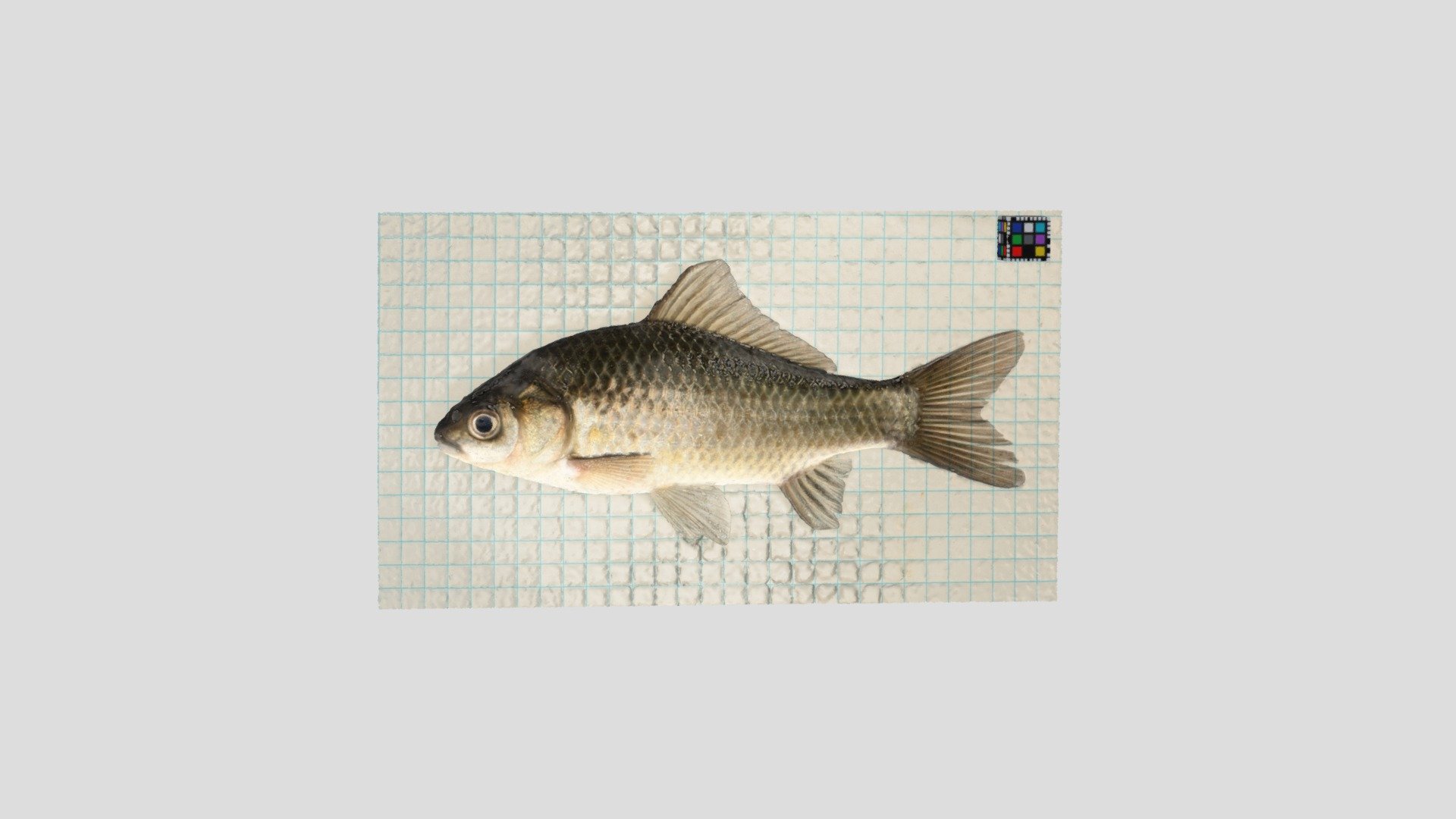 オオキンブナ Crucian carp, Carassius auratus buergeri