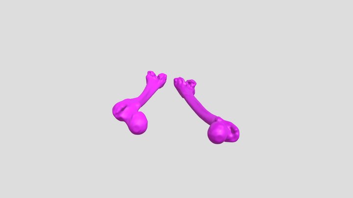 female femurs 3D Model