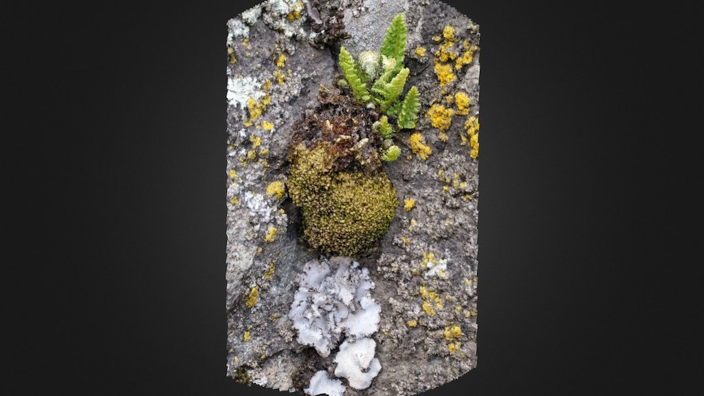 Lichen Moss Fern Cloud (5.4M points)