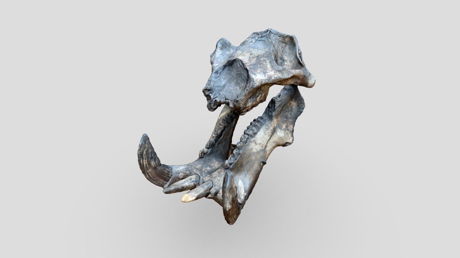 Hippo skull, Natl. Museum of Natural History (3)