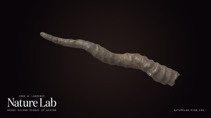 Chinkara horn