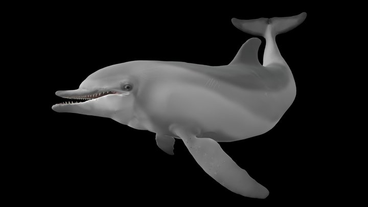 buttlenose dolphin 3D Model