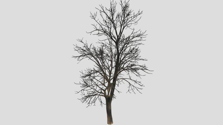 Tree 3d model free