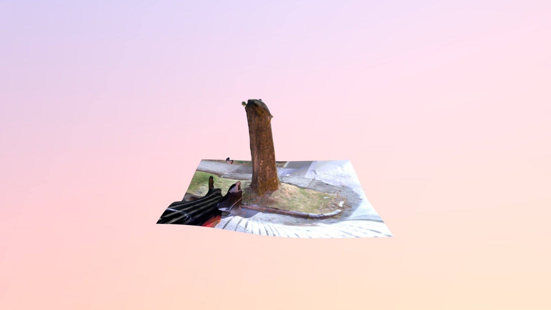 Tree trunk