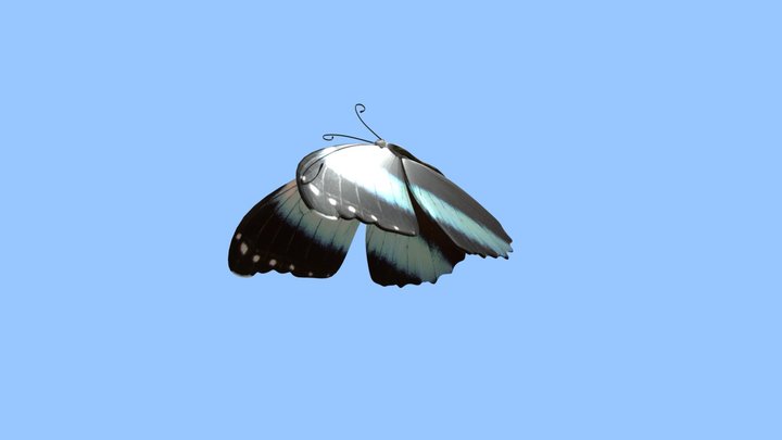 New Buterfly 3D Model