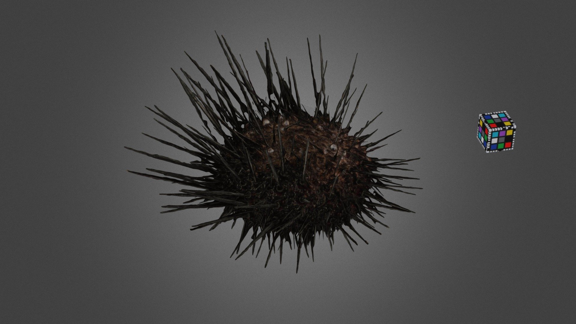 CC0 ムラサキウニ Purple Sea Urchin, H. crassispina - Download Free
