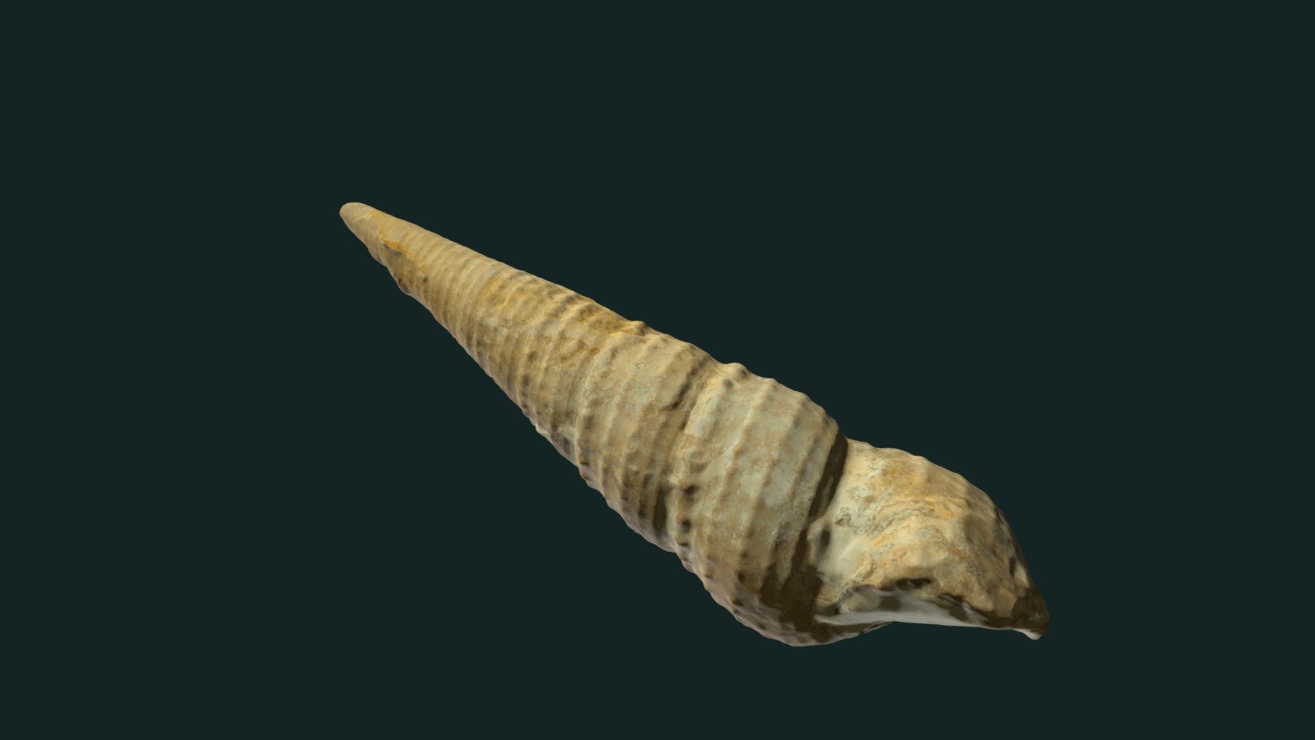 3D model Turritella seriatim-granulata - This is a 3D model of the Turritella seriatim-granulata. The 3D model is about a brown and white snake.