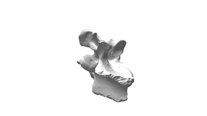 Vertebrae 3D Model