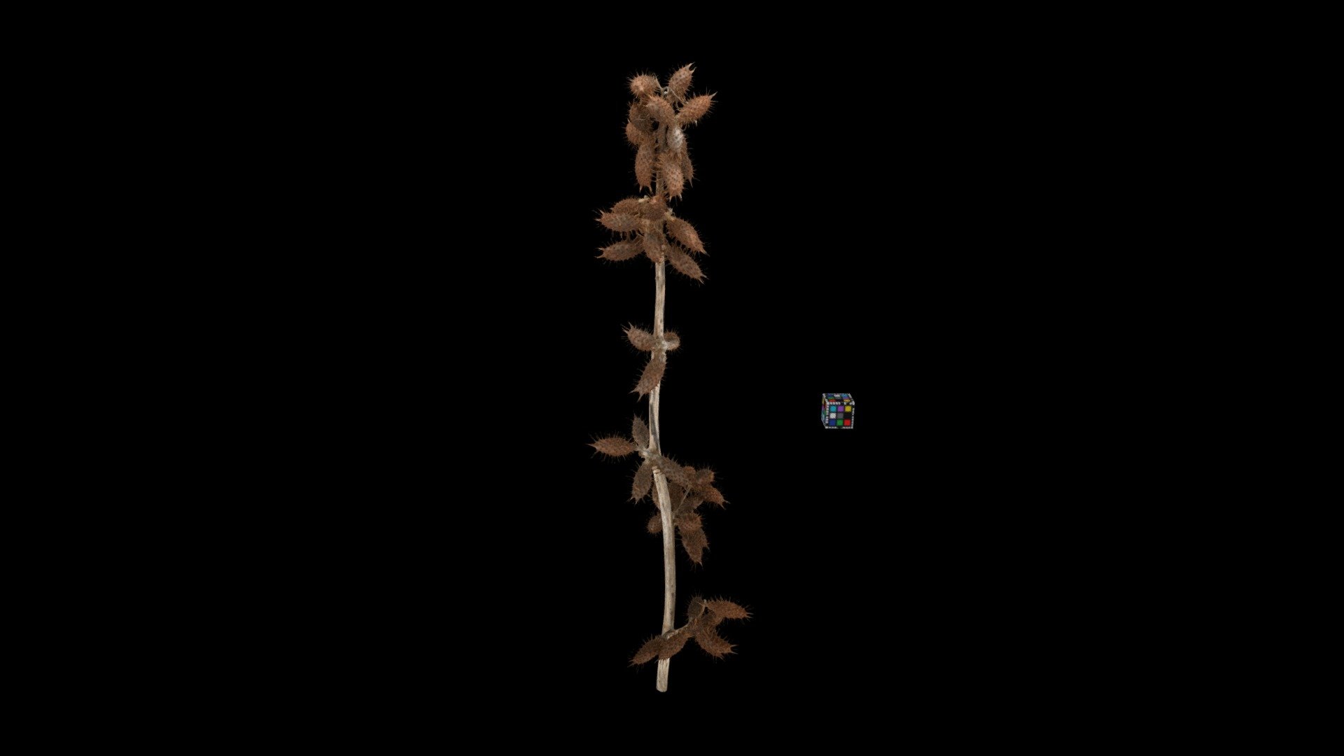 オオオナモミ Cockle Burr, Xanthium occidentale