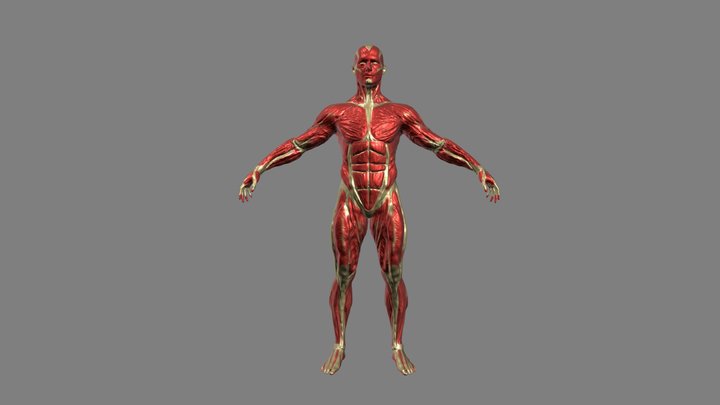 TECG_284_Dupont_william_Anatomy – Modello 3D gratuito STL