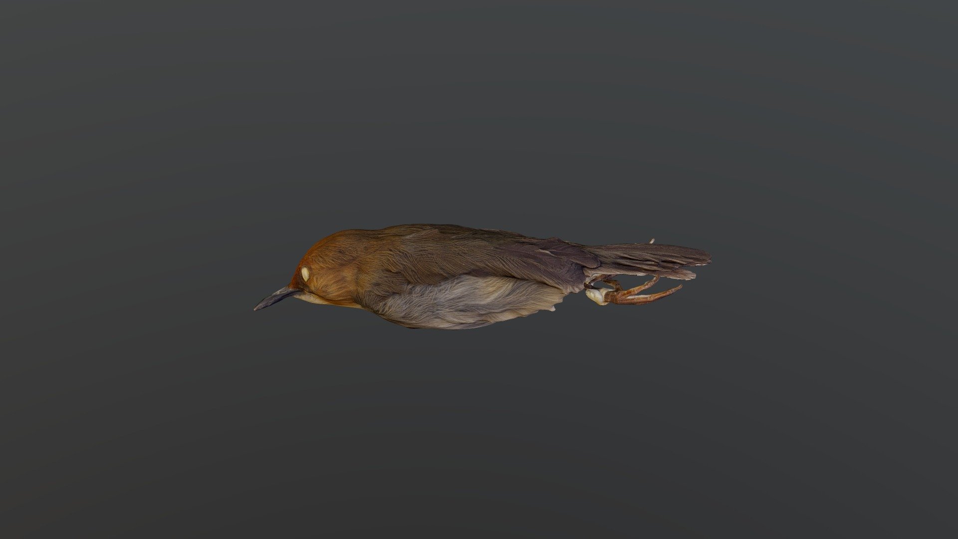 Red-capped forest warbler - Artisornis metopias