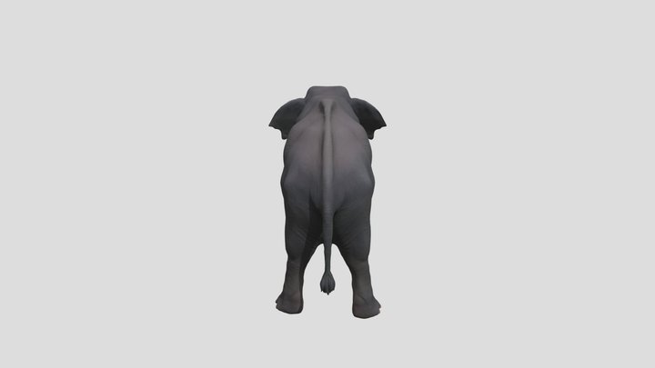 Asian Elephant