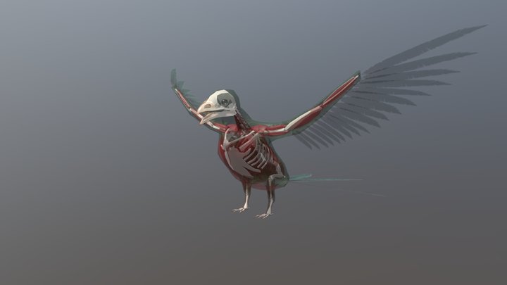 Quetzal Anatomy 3D Model