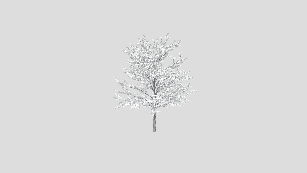Tree 40 Yedonensis