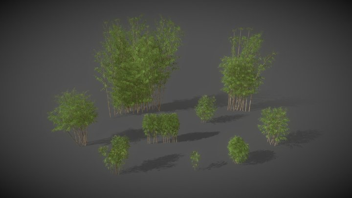 AS01 Bambusa Vulgaris (Golden Bamboo) 3D Model