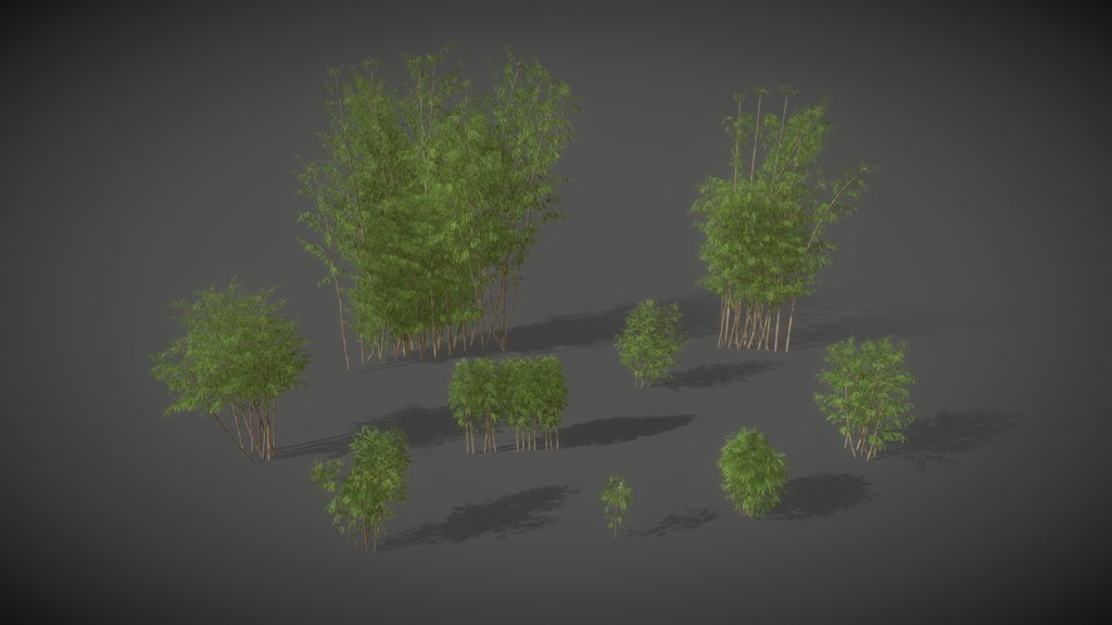 AS01 Bambusa Vulgaris (Golden Bamboo)