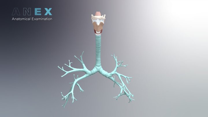 Larynx 3D Model