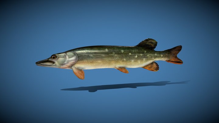 Pike Fish 3D Model