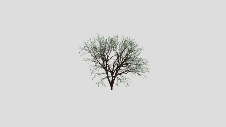 Tree 3D Model