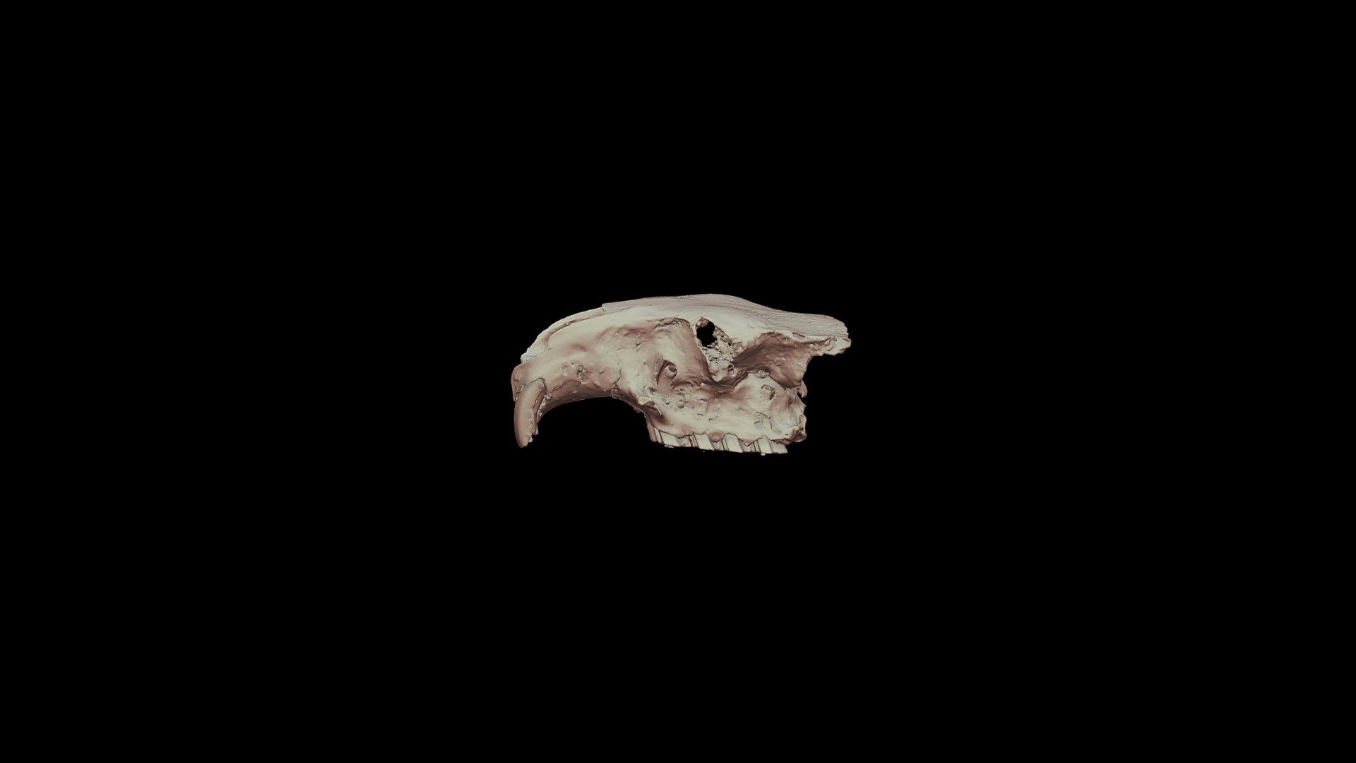 Plagiodontia aedium