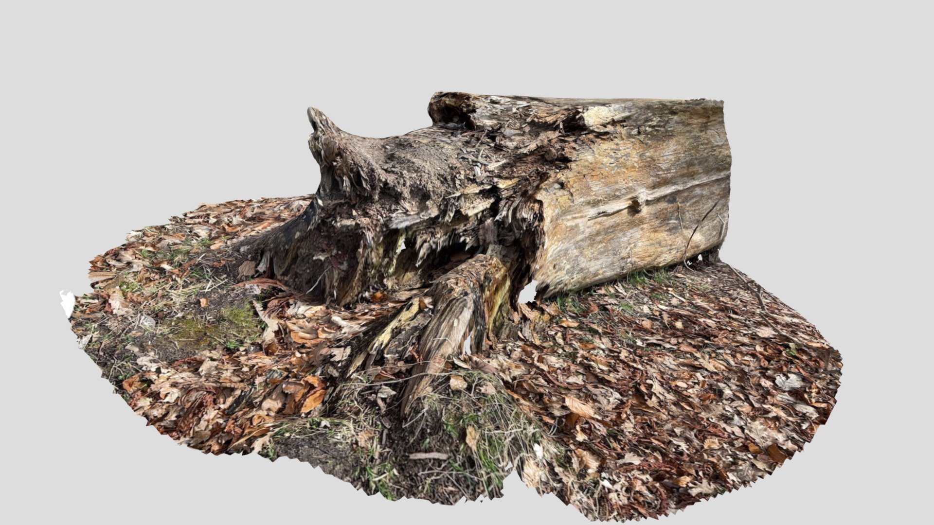 Fallen tree - Download Free 3D model by Tim Granlund Marsden (@timgm ...