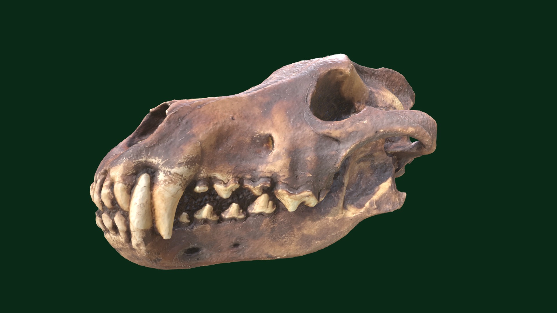 3D model Dire Wolf Skull (Replica) - This is a 3D model of the Dire Wolf Skull (Replica). The 3D model is about a skull of an animal.