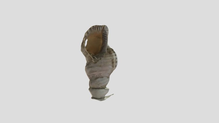 Photogrammetric 3D Model of a Seashell