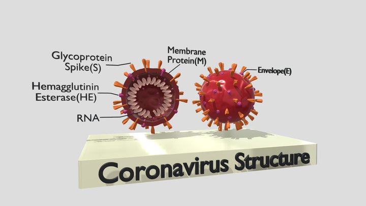 Coronavirus 3D Model