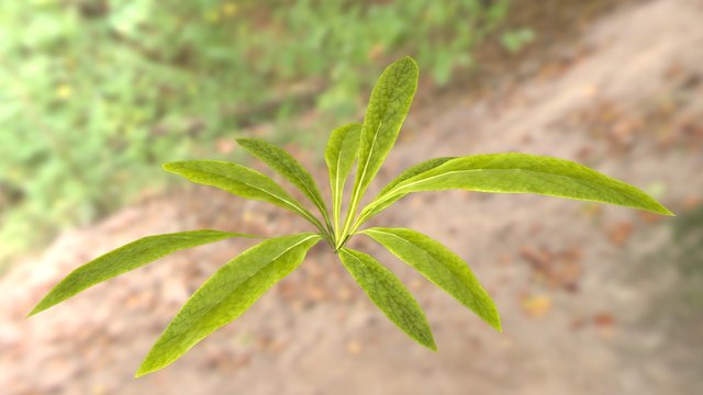 simple plant 3D Model