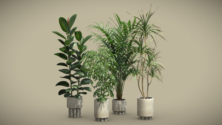 Ficus 3D models - Sketchfab