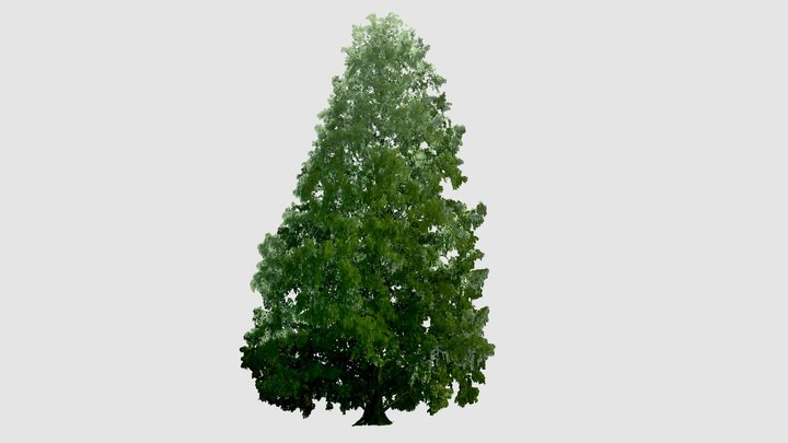Husted Dawn Redwood in Summer 3D Model