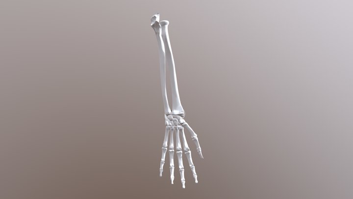 Wrist- Condyloid Joint 3D Model