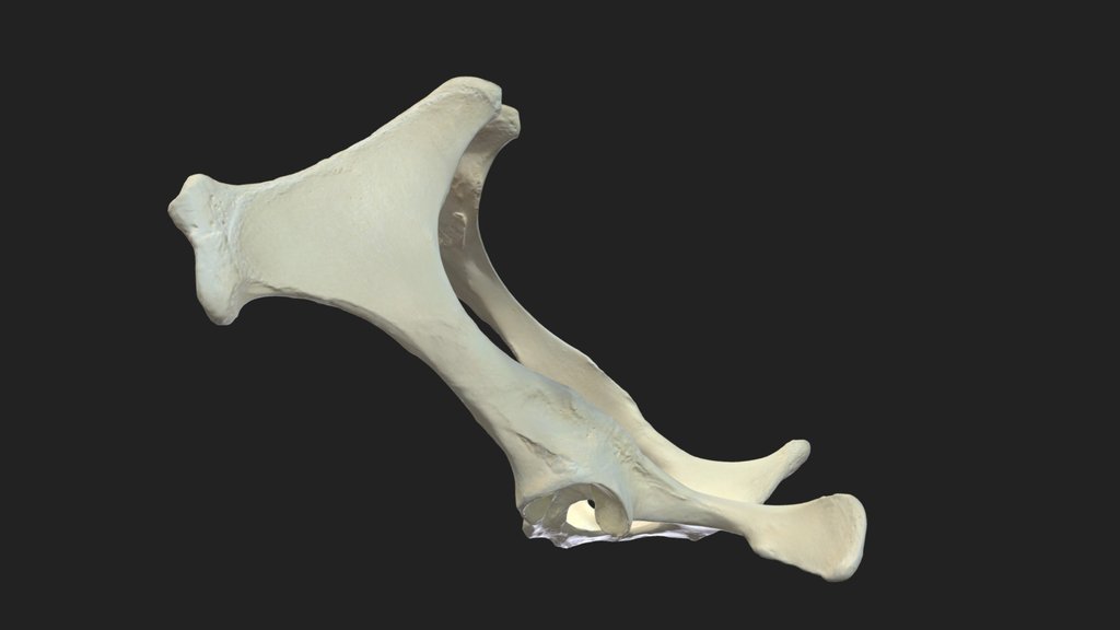 pelvic bones (ossa coxarum) donkey
