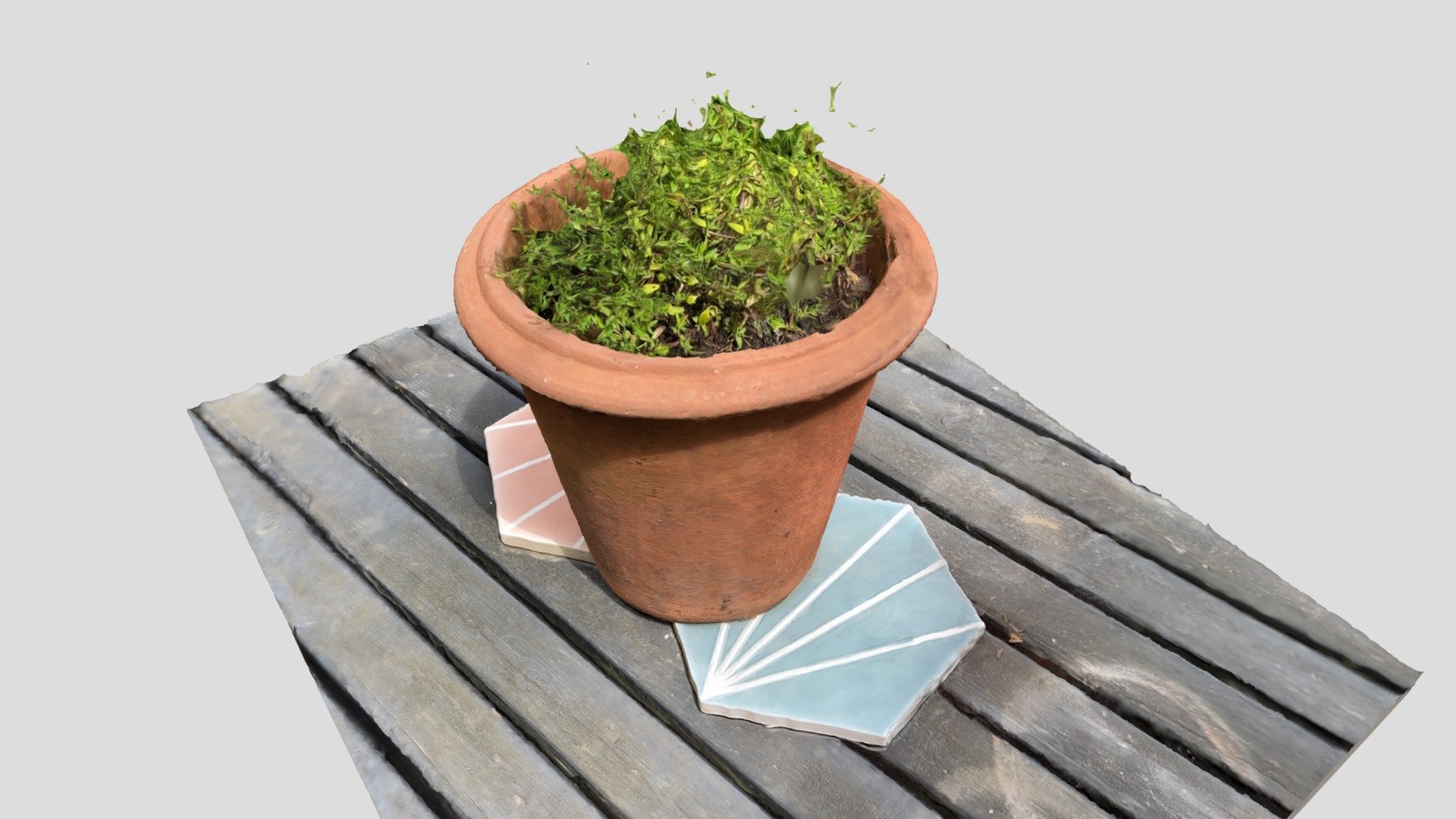 Potted Tyme