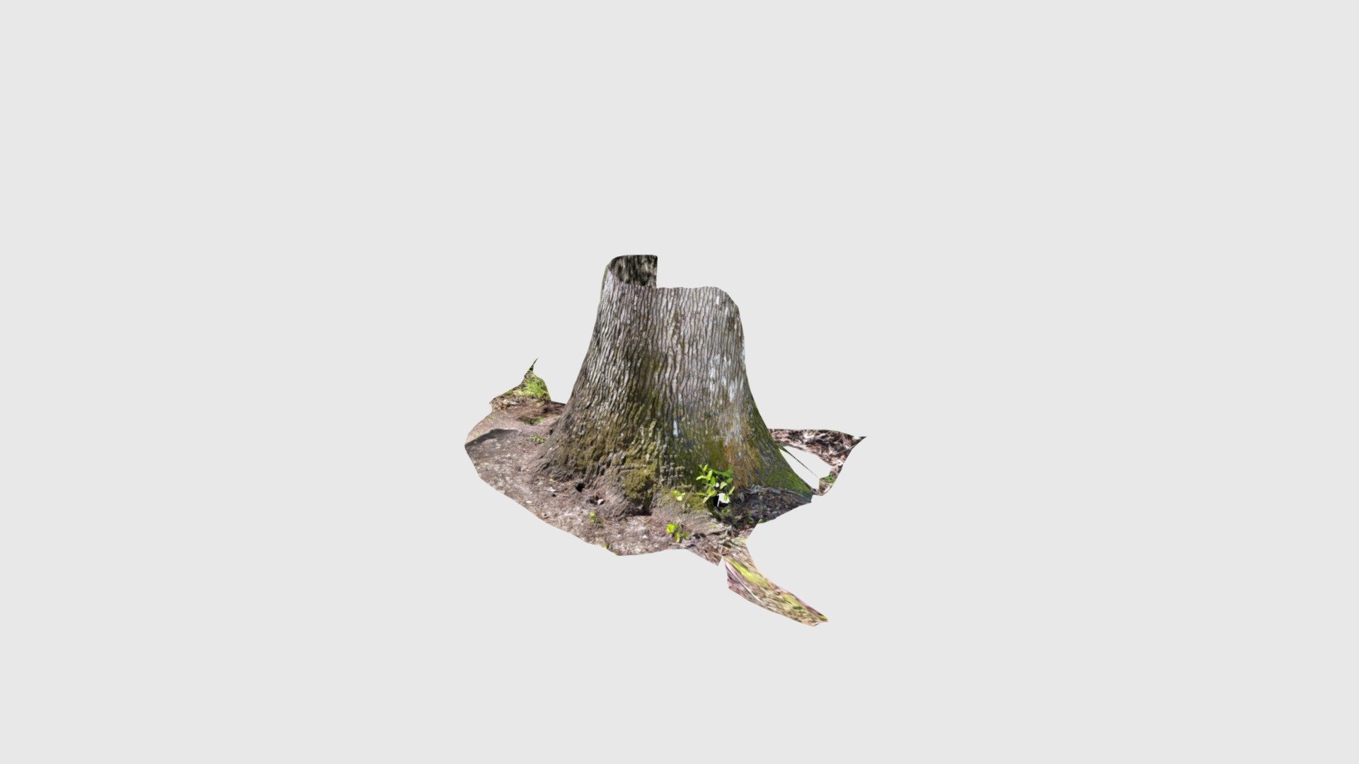 Florida live oak