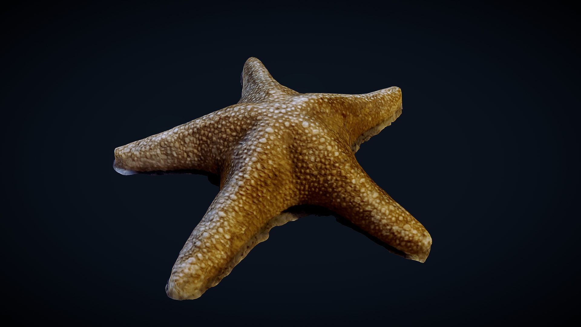 3D model StarFish 3D scan - This is a 3D model of the StarFish 3D scan. The 3D model is about a starfish in the water.