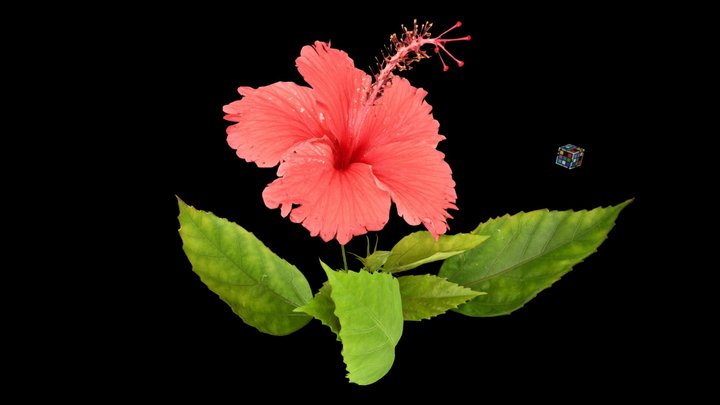 Flower Obj Model Free | Best Flower Site