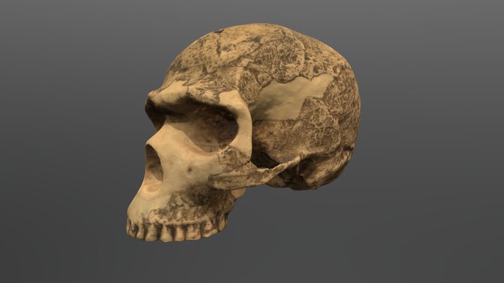 Homo neanderthalensis Cranium (Skhul 5) 3D Model