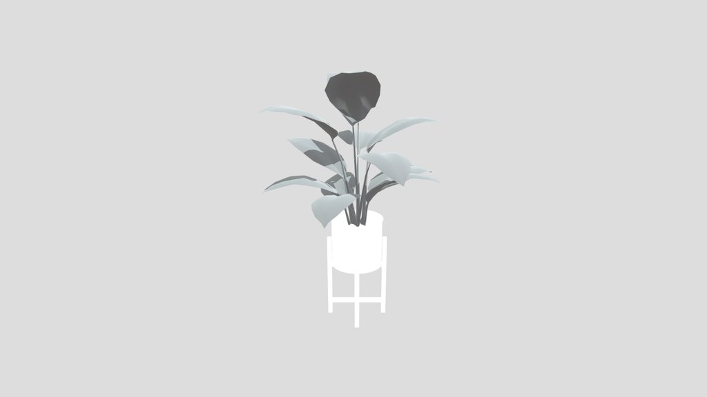 Broadleaf Lilly Potted Med
