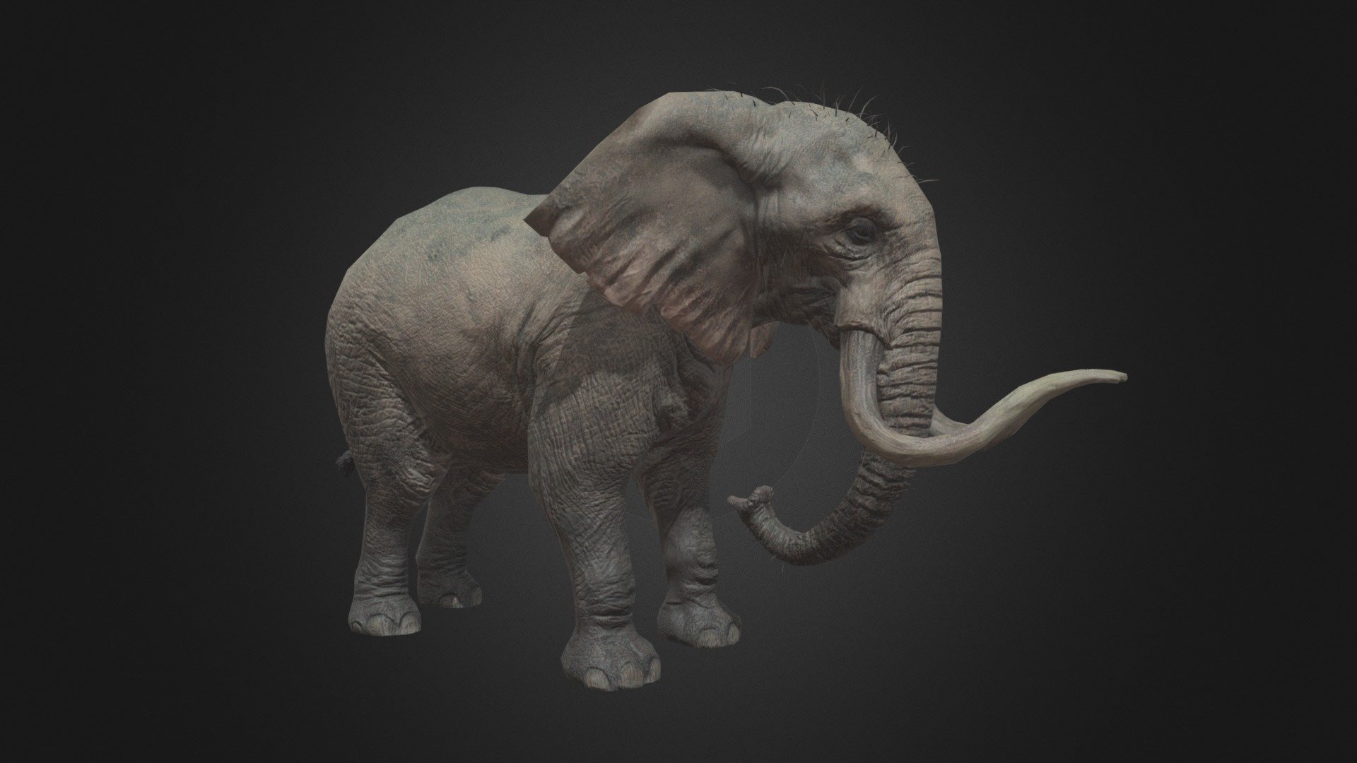 elephant - 3D model by Daniel Chailloux (@chailloux) [899ff3e] - Sketchfab
