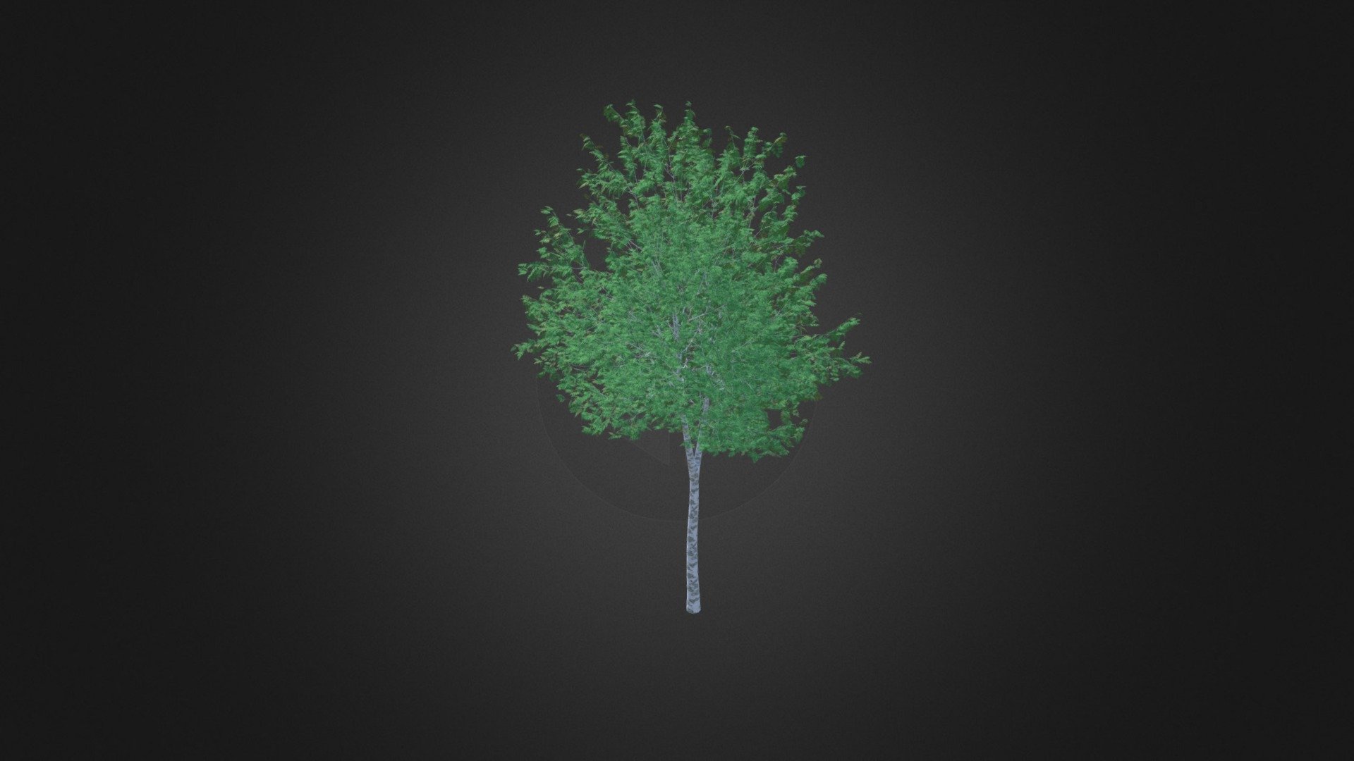 Silver Birch (Betula pendula) 8.3m - Buy Royalty Free 3D model by ...