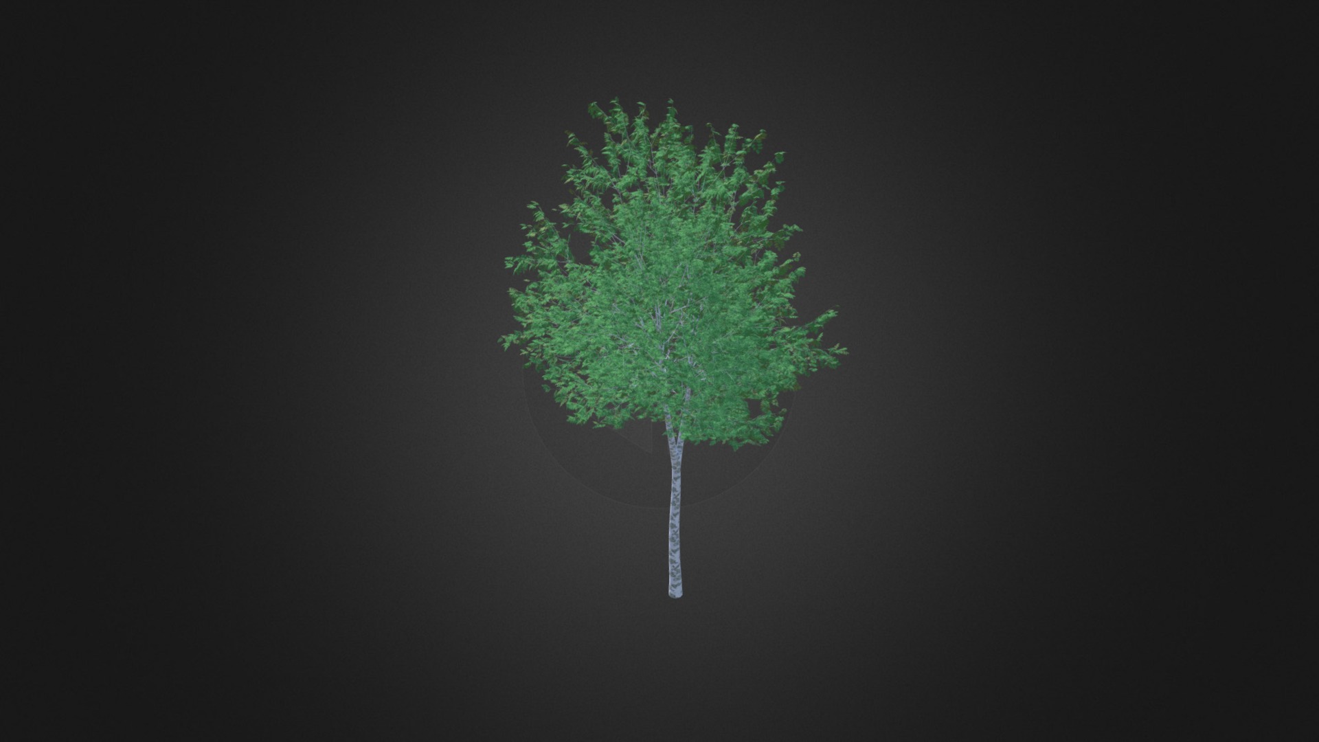 3D model Silver Birch (Betula pendula) 8.3m - This is a 3D model of the Silver Birch (Betula pendula) 8.3m. The 3D model is about a tree with green leaves.