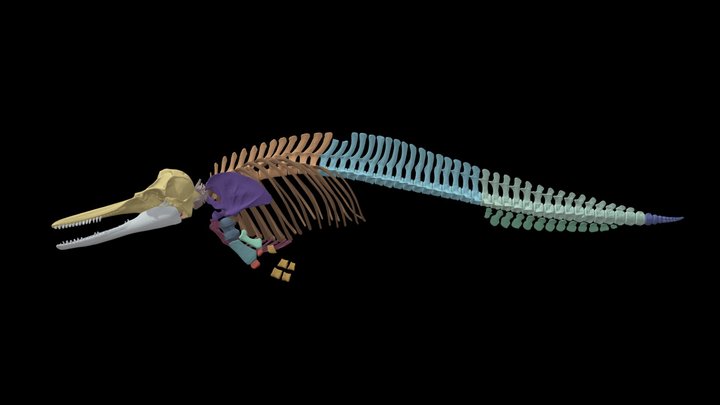 Steno bredanensis | MZUSP23791 3D Model